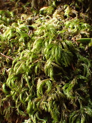 Plasteurhynchium striatulum