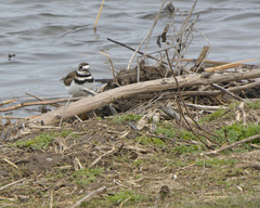 Charadrius vociferus