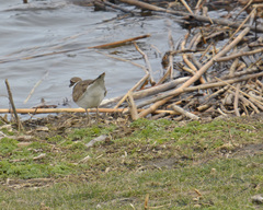 Charadrius vociferus