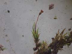 Fissidens gracilifolius