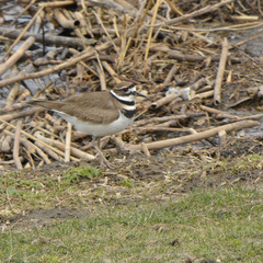 Charadrius vociferus