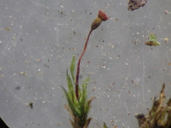 Fissidens gracilifolius