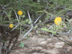 Vachellia tortuosa
