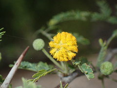 Vachellia tortuosa