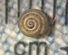 Helicodiscus