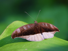 Tanaecia cocytus
