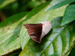Tanaecia cocytus