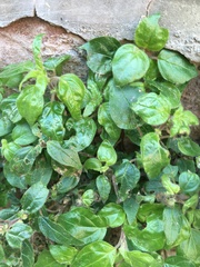 Parietaria judaica