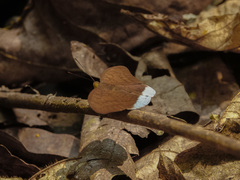 Tanaecia julii