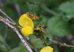 Pseudopanthera macularia