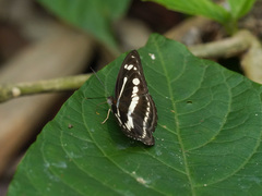 Athyma pravara