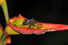 Leptoscelis tricolor image