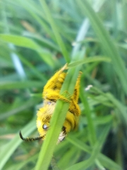 Colletes cunicularius