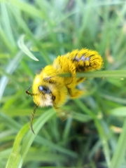 Colletes cunicularius