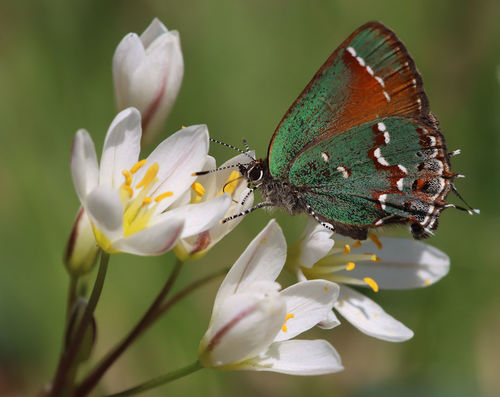 Juniper Hairstreak photo 4