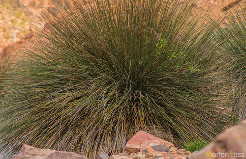 Juncus socotranus image