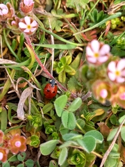 Coccinella septempunctata