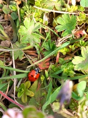 Coccinella septempunctata