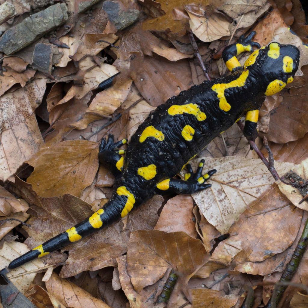 Fire Salamander (Salamandra salamandra)