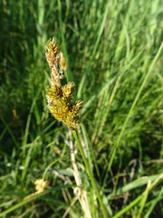 Carex disticha