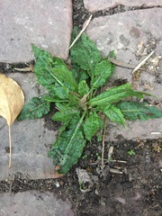 Rumex