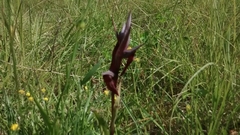 Serapias cordigera