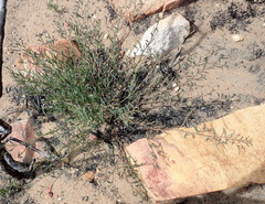 Indigofera leptocarpa