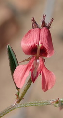 Indigofera leptocarpa