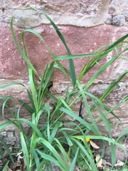 Poaceae