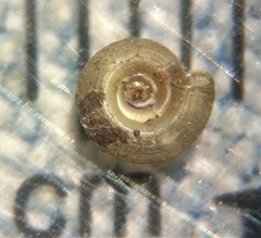 Helicodiscus