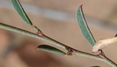 Indigofera leptocarpa