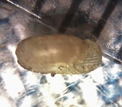 Helicodiscus