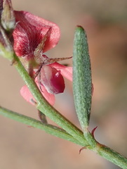 Indigofera leptocarpa