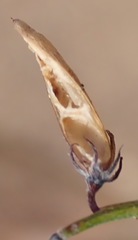 Indigofera leptocarpa