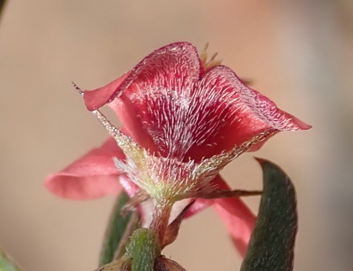 Image of Indigofera leptocarpa by (c) Nicola van Berkel, some rights reserved (CC BY-SA)