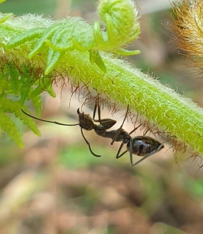Camponotus holosericeus