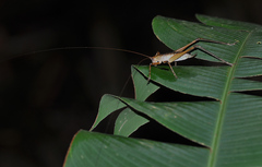 Ischnomela pulchripennis