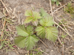 Rubus