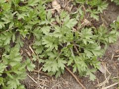 Artemisia vulgaris