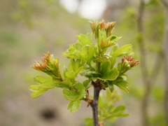 Crataegus monogyna