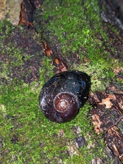 Wainuia