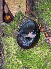Wainuia