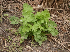 Chelidonium majus