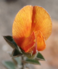 Argyrolobium pumilum