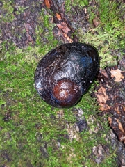 Wainuia