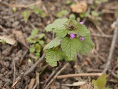 Lamium purpureum