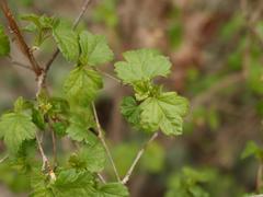 Ribes