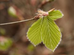 Fagus sylvatica