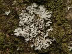 Phaeophyscia orbicularis