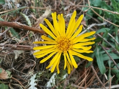 Grindelia greenmanii